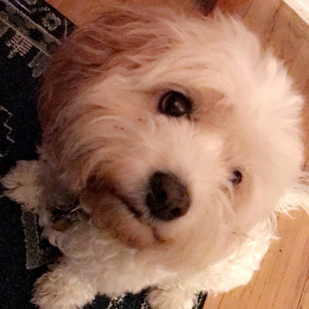 Meet your Posher, Charlotte